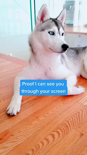 62K views · 7K reactions | Was giving an already-very-sassy husky talking buttons a mistake Perhaps. 沈 | Skaya Siberian | Facebook