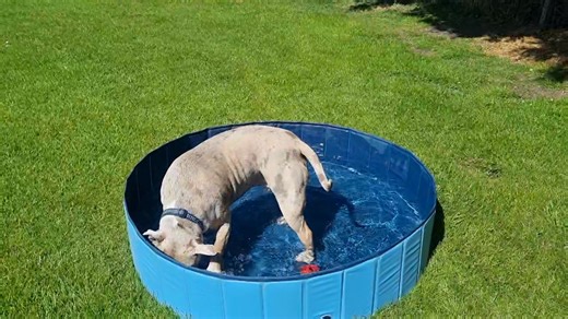 12K views · 585 reactions | When you've got a dead mouse and took it to the pool for cleaning but your mum managed to take it out without you noticing so your sure it's still in there. Adoptee Maxwell" I know i put it in here." | Staffie Smiles Rescue | Facebook