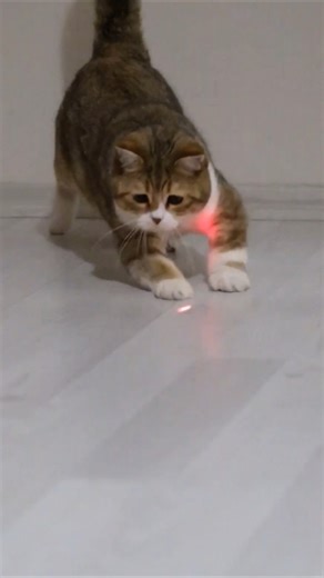 Cat vs Red Laser Pointer 🔴😹 | Funniest Cat Chase Ever!