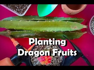 How to plant Dragon Fruit the right way! For beginners and grafters.