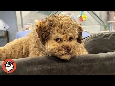 This Dog With a Human Face Becomes Local Celebrity