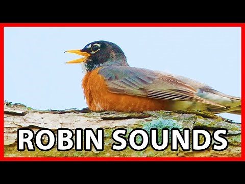 American Robin Songs and Sounds