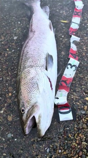 Finally caught a 1m fish on my 20th attempt this year?! It's 1m long?! #Hokkaido #Gamakatsu #Stre...