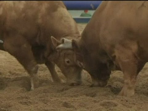 Bull fights another bull in South Korean bullfight
