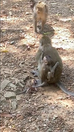 Adorable Baby Monkey Running around for mummy… Afraid to Lose His Mom 🥺🐒