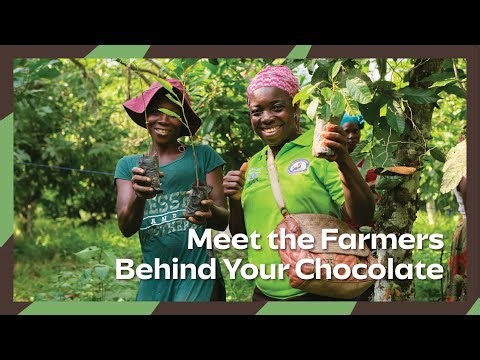 From Cocoa Tree to Chocolate: Learn how Ghanaian Farmers are Ensuring Sustainability of Cocoa