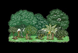 Using Cacao to Reverse Deforestation