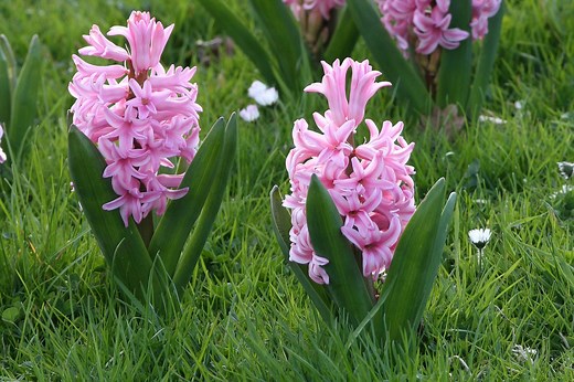 Culture de la jacinthe : conseils pour planter et entretenir !