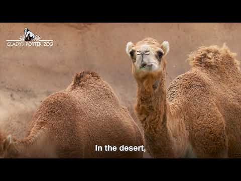 Dromedary Camels