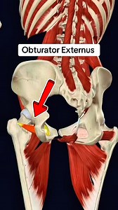 99K views · 1.2K reactions | Obturator externus #muscle #anatomy 例‍♂️ | Dr. Ishtiaque Arafat | Facebook