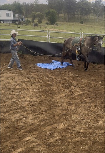 Stirling is a 3 year old 16.1hh warm blood gelding who is a big friendly giant. Stirling has been a pleasure to break in and ready to head home. #horsebreaker #horsetrainer #horsebreaking #warmblood