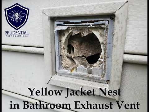Yellow Jacket Nest in Bathroom Exhaust