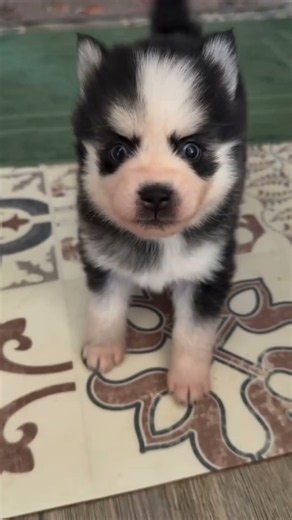 Cute Puppy Barking 🐶❤️ | Adorable Puppy Sounds