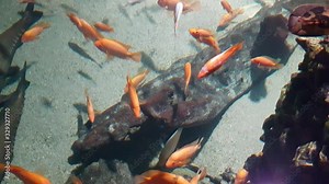 Ripsaw catfish swimming next to a white goldfish and a red devil cichlid fish and oscar fish