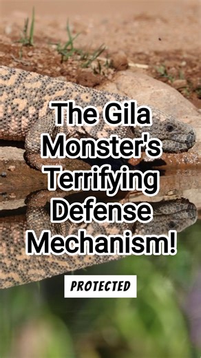 The Gila Monster's Terrifying Defense Mechanism!