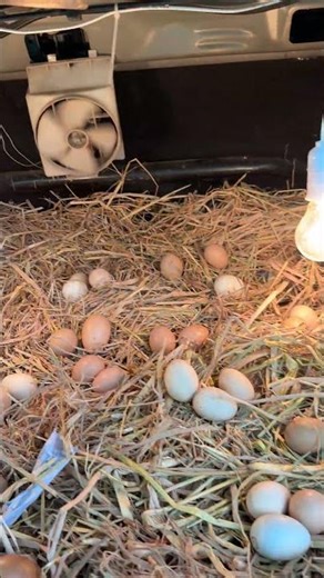 Too many eggs Hatched in car