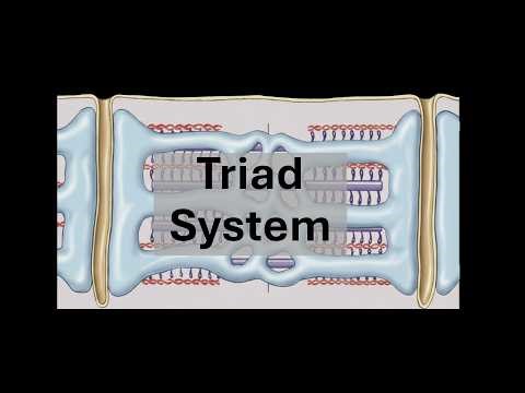 Triad System | Locomotion and movement | Class 12 | Zoology | Telangana | Khan Academy