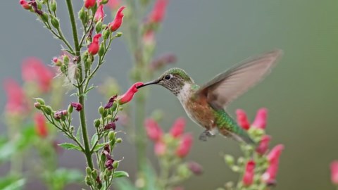 Hummingbirds Up Close: Fascinating Footage of Their World
