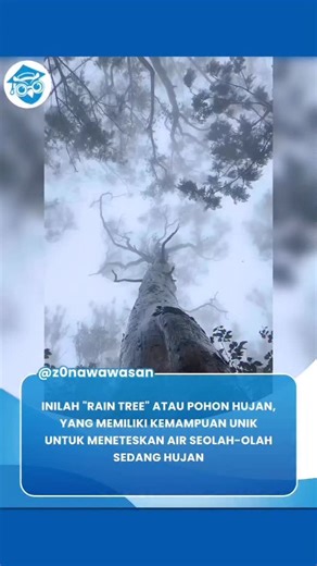 Zona Wawasan on Instagram: "Inilah “Rain Tree” atau pohon hujan, yang memiliki kemampuan unik untuk meneteskan air seolah-olah sedang hujan Pohon yang dikenal dengan nama ilmiah Albiziasaman atau Samanea saman ini juga sering disebut Trembesi atau Pohon Hujan. Merupakan pohon besar dengan kanopi yang sangat lebar, Trembesi populer sebagai pohon peneduh karena kemampuannya menyerap karbon dioksida (CO₂) hingga sekitar 28 ton per tahun. Julukan “Pohon Hujan” muncul karena air kerap menetes dari da
