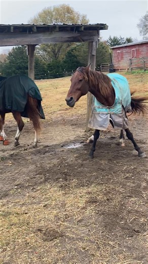 Tigger’s rolling tutorial was in full swing until Star showed up to take notes. #DandAFarm #Tigger #Star #FarmLife #Horses #HappyHorses #FarmVibes #CountryLiving #FarmAnimals #LifeOnTheFarm #FarmFamily #FarmDays #HorseLovers #BeautifulHorses #FunnyAnimals #AnimalReels #ViralReels #HorseHumor #RollingHorse | D&A Farm, LLC