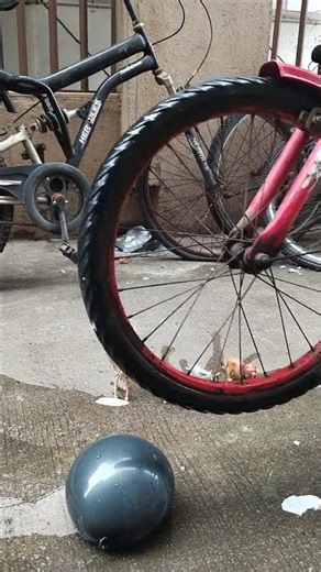 cycle cycle Mari sona ni cycle 🌀🦁🚲