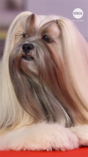 Good Morning America | Very good boy JJ, the 5-year-old Lhasa Apso, stopped by GMA after being crowned “Best in Show” at the American Kennel Club National... | Instagram