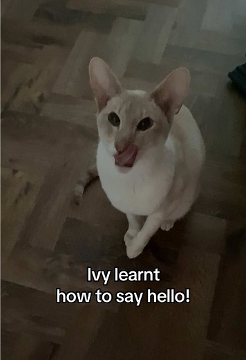 Ivy the Talking Cat: A Funny Welcome!