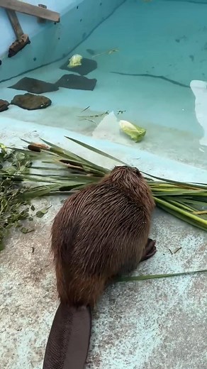 4K views · 134 reactions | Cattails? Bulrushes? Water corndogs...?樂 Whatever you call these aquatic plants, just know our beaver patient loves them. Reminder: You can sponsor her care (and her cattail harvest) here! https://aiwc.shop/collections/sponsor-a-patient #wildliferehab #supportwildlife #alberta #charity #beaver | Alberta Institute for Wildlife Conservation | Facebook