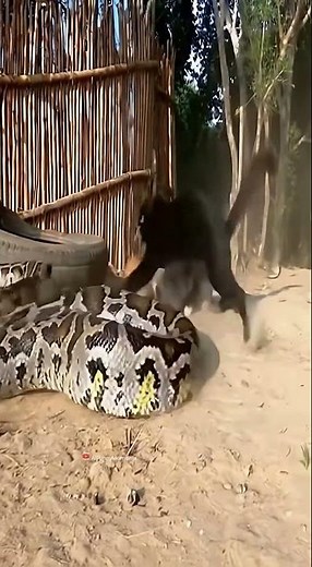 Wild Backyard Moment: Snake Constricts Cat — Friends React! 😿🐍🐶 | Shocking Clip