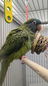 This Blue Crown Conure is just so adorable, come meet him today! 2138 Empire Blvd, Webster, NY 14580 #boarding #petboarding #birdsofinstagram #animalsofinstagram #birdphotography #ig #birds #animallovers #sunconure #bird #loveislove #petlovers #silly #conure #kiss #cutenessoverload #kisses #localbusiness #cute #parrotlover #babyparrot #birdsofinstagram #birds #rochester #rochesterny #Africangrey | Exotic Pet Birds, Inc.