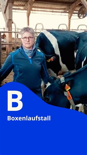 KuhTuberin Anita erklärt, was den Boxenlaufstall ausmacht. 🐄 #milchschaum #latteart #kühe #milch