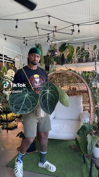 One of my original anthuriums way before I was really into anthuriums. I def almost unalived her at one point. Now, she’s my strongest growing anthurium! Any one else have an #anthuriumforgetii that causes no problems?? #anthurium #anthuriumaddict #anthuriumclub #anthuriumlovers