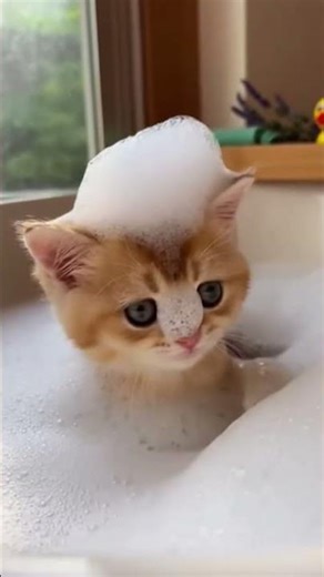 小貓洗泡泡浴，開心喵Kitten taking bubble bath, happy meow #ai