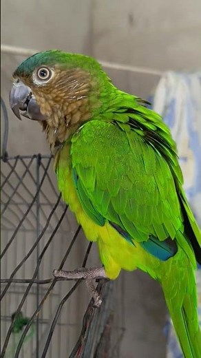 Perrrrr quiere cacao! Loro cara sucia, #australianos #loro #birds