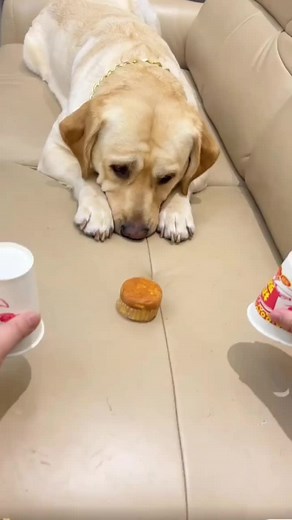 Hilarious Dog Swearing Compilation | Funny TikTok Pets