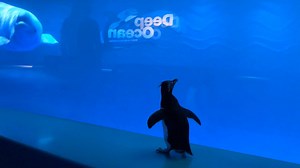 RAW VIDEO: Wellington, the 32-year-old rockhopper was one of several penguins that visited the Underwater Viewing area of Shedd’s Oceanarium habitat, which is home to several beluga whales. The belugas abruptly stopped their swimming to take in the penguins. The whales, including Annik the calf born last year, collectively gathered at the window to take in Wellington and the other birds, who stared back as they waddled back and forth. | WLNS-TV