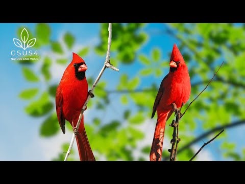 Relaxing Birds Chirping - 11 Hours of Nature Sounds for Calm & Focus - Unwind & Sleep