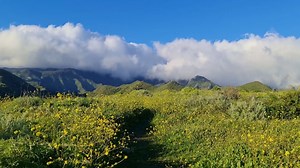 Montaña Campo Flores - Free video on Pixabay