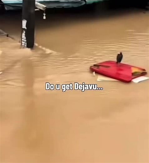 Wilson the Chicken: Part 2 Deja Vu Comedy