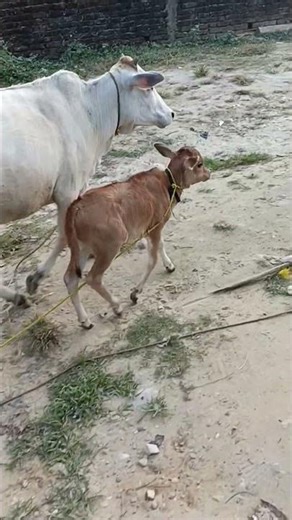 bhura kaise ja raha hai #cat #cute #pyra bacche