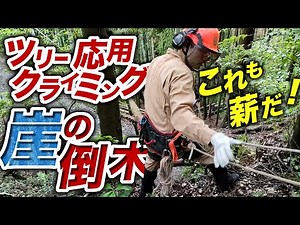 崖の上から倒木を切る！【ツリークライミング】応用編