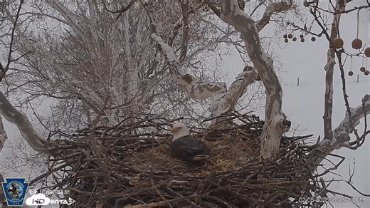 Bald eagle lays egg in Lancaster County | How to watch 24/7 livestream of nest