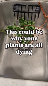 71K views · 694 reactions | Do you check your soil after watering? It could be the key to keeping your plants healthy  #plants #houseplants #wateringday #planttips #plantmom | Curlyplantmom | Facebook