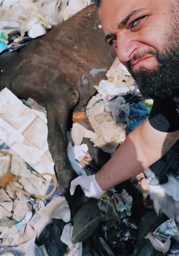 #horse #rescue #aninals #help | horses