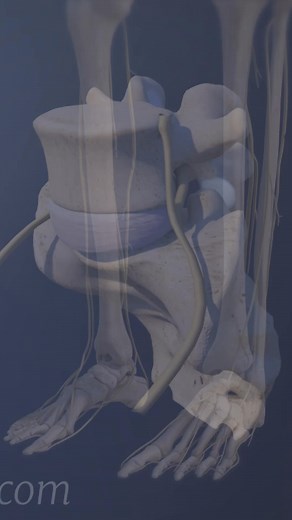 Need relief from lower back pain? 🌟 In this video, we break down L5-S1 Degenerative Disc Disease, its symptoms, causes, and treatment options including exercises, physical therapy, and lifestyle tips to help manage pain and improve mobility. 💪🧘‍♂️ Whether you’re dealing with chronic back pain, sciatica, or spinal degeneration, this guide is for you! | Spine-health