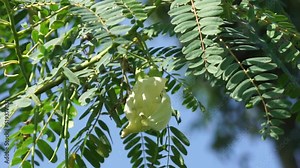 Vegetable hummingbird (Also called Sesbania grandiflora, hummingbird, West Indian pea, Jayanti, agati, katurai) with a natural background. The flower of this plant used as food