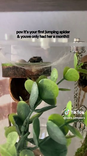 First Jumping Spider Pet Baffling Owner