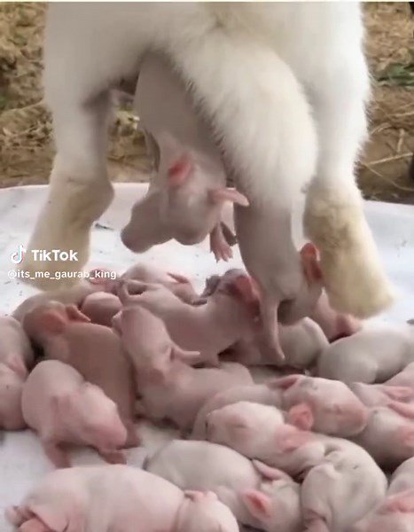 Goat Nursing Piglets: Adorable Outdoor Scene