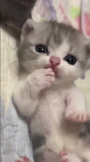 😺#cat #cute #kitten