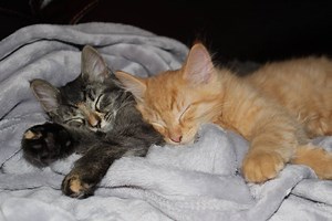 1.7M views · 8.4K shares | BFFs fur-ever! Cats are able to bond with other cats like humans bond with other humans, and separating them can have negative effects. | Upworthy | Facebook